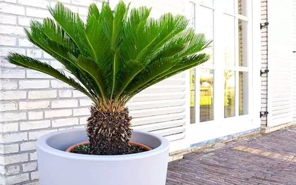 5 cây trấn trạch, dòng họ trăm năm hưng thịnh, nhà giàu nào cũng trồng