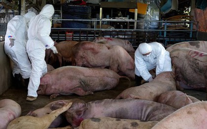 Người phụ nữ mua 72 con heo bệnh chuẩn bị bán cho cơ sở làm lạp xưởng
