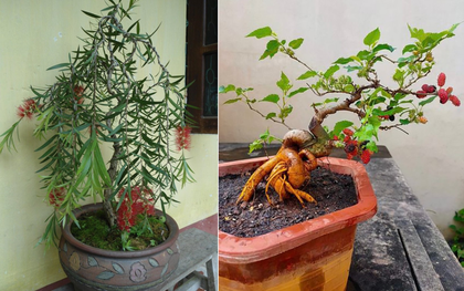 4 loại cây "âm thịnh dương suy", ĐỪNG DẠI rước vào nhà kẻo quanh năm nghèo túng