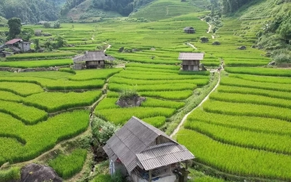 Mát mắt với màu xanh lúa non ruộng bậc thang ở Sa Pa