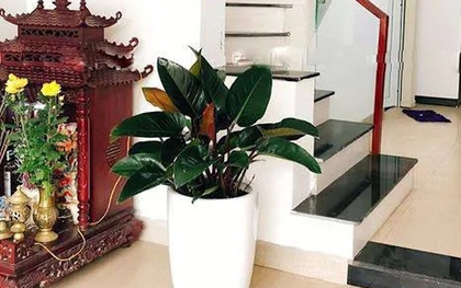 Vị trí đặt cây trầu bà giúp “hút lộc như nam châm”, Thần Tài tự tìm đến gõ cửa