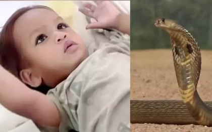Hy hữu: Em bé hai tuổi cắn chết rắn hổ mang chúa
