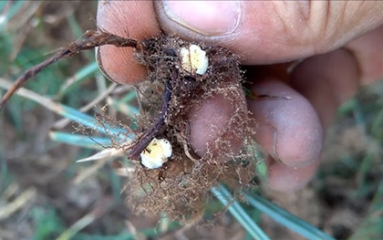 Loài cây "kẻ thù nhà nông" trước cho không ai lấy nay nhổ về bán 350.000 đồng/kg