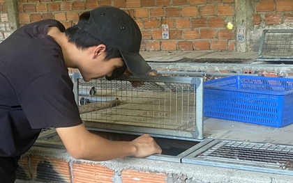 Nuôi con "hiền lành, mắn đẻ", chàng trai 9X thu lãi 500 triệu đồng/năm