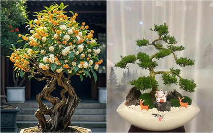 6 loại cây cảnh trường thọ người giàu hay trồng: Có cây sống 200 năm, hoa vẫn nở sau khi chủ nhân mất