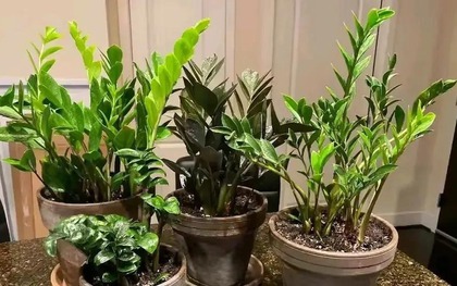 3 nỗi sợ của cây kim tiền
