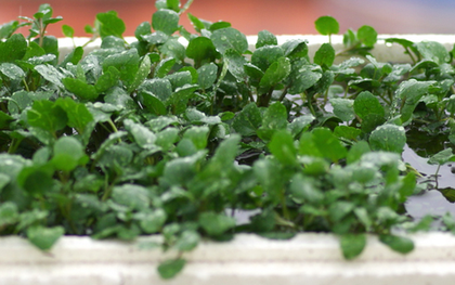 2 loại rau dễ là nơi "tổ ký sinh trùng" ẩn náu, nhất cái số 1 rất quen