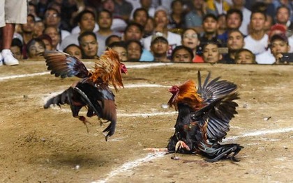 Philippines tìm kiếm 34 người chơi đá gà nghi bị sát hại, bỏ xuống hồ