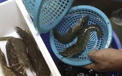 Có thừa tiền ra chợ thấy 5 kiểu tôm này cũng KHÔNG mua: Toàn là mầm bệnh!
