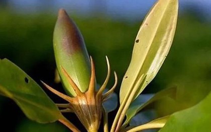 Loài cây kỳ lạ bậc nhất thế giới, có thể "sinh con" như động vật, Việt Nam cũng có