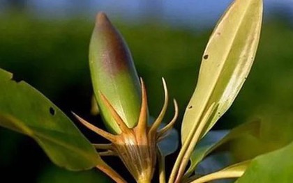 Loài cây kỳ lạ bậc nhất thế giới, có thể "sinh con" như động vật, Việt Nam cũng có