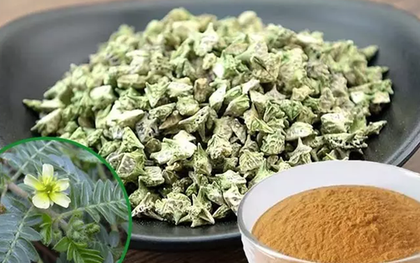 Loại cây xưa bị "vứt thẳng tay", nay thành đặc sản đắt đỏ dân phố thích mê, 240.000 đồng/kg