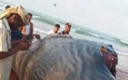 Mổ bụng cá, ngư dân sốc nặng khi tìm thấy thứ trị giá 39 tỷ đồng