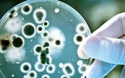 Nhiễm loại vi khuẩn kháng thuốc 'khét tiếng', nữ sinh béo phì suýt tử vong