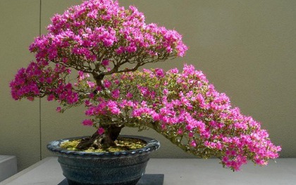 Ngày càng ít người trồng đỗ quyên trong nhà, 3 lý do nghe xong phải gật gù đồng ý