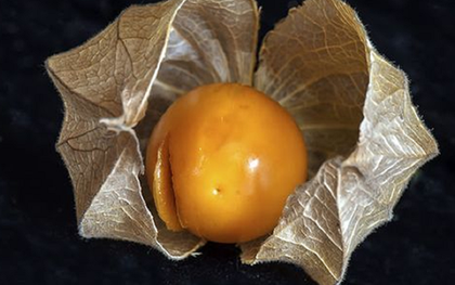 Loại quả dại ở Việt Nam ít ai "ngó", qua nơi này "cơn sốt" 700.000 đồng/kg