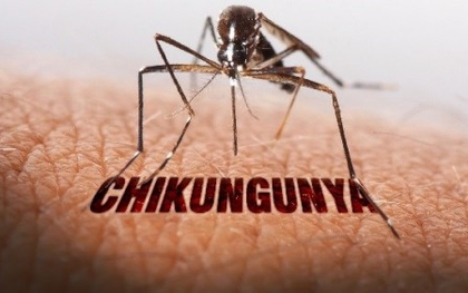 Bệnh Chikungunya từng được ghi nhận cách đây hơn 70 năm, đang có xu hướng gia tăng, lây lan sang một số nước ở khu vực châu Phi, Nam Á và châu Âu