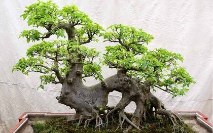 Ông bà trồng cây con cháu hưởng lợi: 1 cây bình dân nhưng “đắt giá” hơn lan hồ điệp, sống hàng chục năm, càng già càng sinh lộc