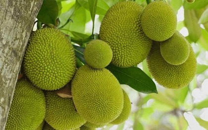 Loại cây lá rộng, quả vàng lúc lỉu, trồng 1 cây đủ nuôi cả nhà 3 thế hệ, cho bóng mát lại mang tiền cho chủ