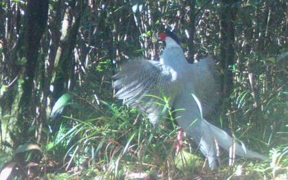 Cận cảnh gà lôi trắng - loài động vật mà một nông dân vừa bị kết án tù vì mua bán