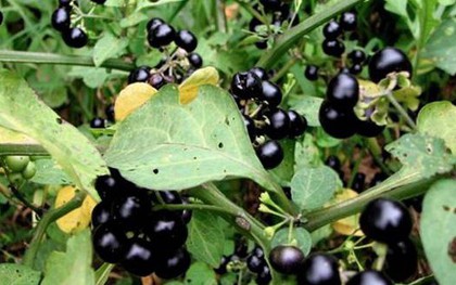 Quả dại ven đường xưa không ai "ngó" nay có giá đắt đỏ, gần 1 triệu/kg, ở Việt Nam mọc um tùm