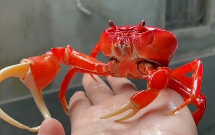 Độc lạ nuôi cua cảnh