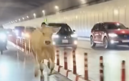 Chủ con bò đi lạc vào hầm sông Sài Gòn nói lý do gây bất ngờ