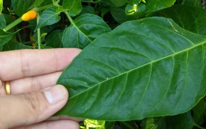 Đừng chỉ ăn quả, lá loại cây này quý như "nhân sâm người nghèo", ở quê mọc um tùm