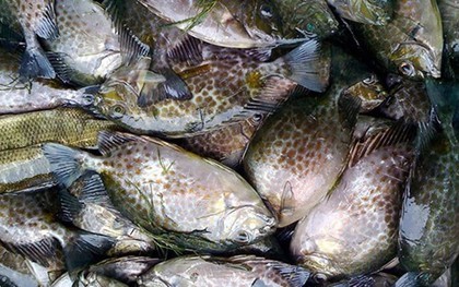 Loại cá được mệnh danh là "cá thuốc Bắc" vì bổ máu, rẻ hơn cá thu, ít tanh, cực phổ biến ở Quảng Ninh