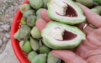 Loại cây mọc dại khắp Việt Nam trước không ai "ngó", ở nước ngoài gần nửa triệu/kg