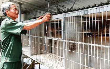 Cãi vợ nuôi con "đặc sản" dân nhậu thích mê, lão nông kiếm bộn tiền