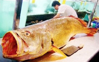 Loài cá Việt Nam "giá tiền tỷ", trong bụng chứa báu vật khiến giới nhà giàu săn lùng khắp châu Á