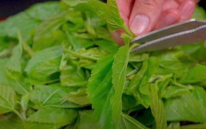 Đừng chỉ ăn quả, lá cây này quý như "nhân sâm của người nghèo", ở quê mọc đầy không ai ngó