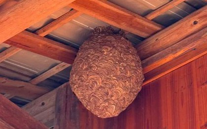 Đừng vội mừng khi thấy 5 loài vật này quanh nhà, có thể là "thư báo" của điềm xui!