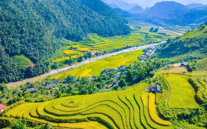 Bức tranh mùa thu ruộng bậc thang không thể rời mắt ở Sơn La