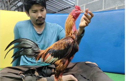 Con gà chọi được trả 5,2 tỷ đồng, người đàn ông liền đồng ý bán