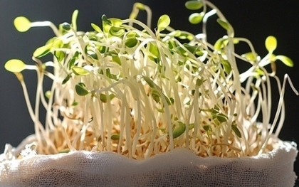 Cách phân biệt giá đỗ sạch và giá đỗ ủ hóa chất đơn giản