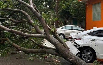 Thấy gió trong bão số 5 quá mạnh, không dám ra đánh xe ô tô rời đi để tránh cây gãy đổ