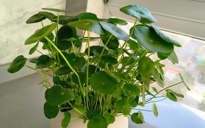 Loài cây được ví như "ngân khố sống", nhưng đặt sai chỗ thì gia sản tiêu tan như cát bụi