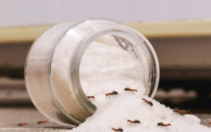 Mẹo đuổi kiến khỏi lọ đường siêu nhanh