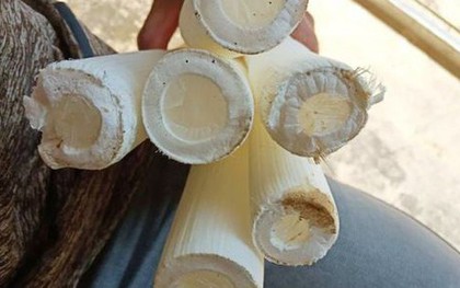 Cây dại xưa không ai "ngó" nay có giá đắt đỏ, gần 3 triệu đồng/kg