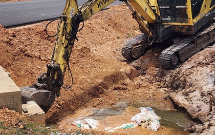 Hàng loạt xác heo chết bị vứt bừa bãi ra môi trường ở Quảng Trị