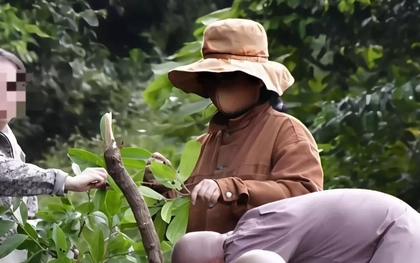 Dẫn du khách lên bán đảo Sơn Trà hái thức ăn của khỉ, người đàn ông lĩnh phạt