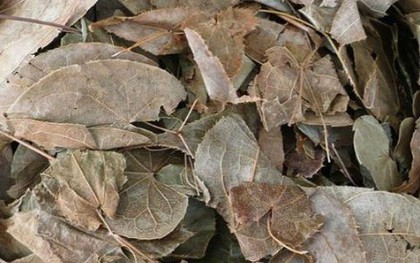 Cây dại ở Việt Nam mọc um tùm, sang nước ngoài giá hơn nửa triệu /kg