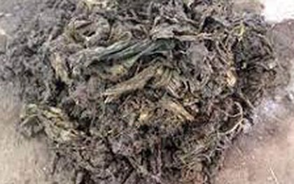 Các bác sĩ sốc nặng khi lấy ra thứ "đáng sợ" nặng 40 kg từ dạ dày con bò hoang