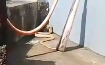 Người dân hoảng hồn khi phát hiện rắn hổ mang trắng quý hiếm dài 2,4m trong sân nhà
