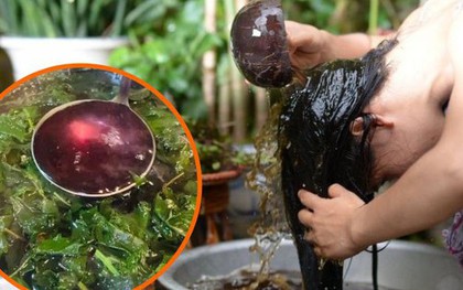Hết hồn vì rụng tóc, ai ngờ 1 loại lá trong vườn lại là cứu tinh chống rụng tóc, kích thích nhanh mọc tóc con