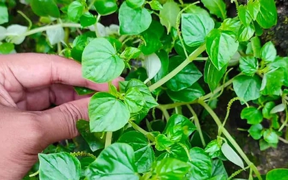 Loại rau có tên lạ, không trồng vẫn mọc đầy vườn lại cực tốt cho sức khỏe