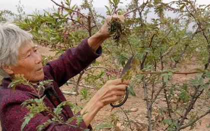 Cây xưa chỉ trồng lấy quả, nay hái lá đem bán cũng "hái ra tiền"