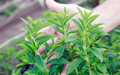 Loại thực vật ngọt hơn đường gấp 200 -300 lần nhưng lại rất tốt cho sức khỏe